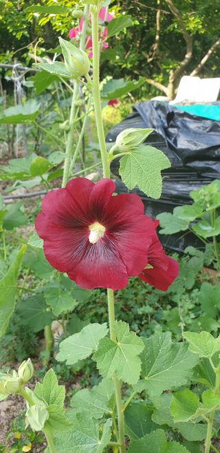 박영애님의 감 · 영농일지 작성글 사진