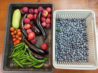 주일현님의 블루베리 · 영농일지 작성글 사진