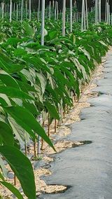 팜모닝 기타작물·영농일지 게시글 이미지