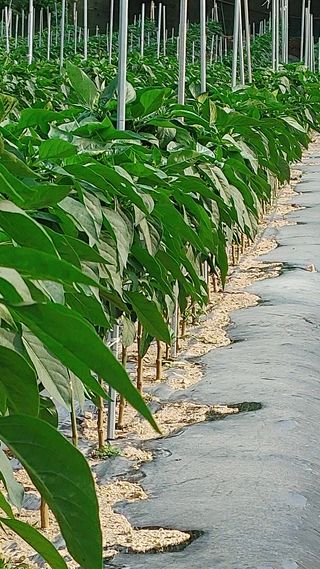 엉뚱한농사꾼임경섭님의 기타작물 · 영농일지 작성글 사진