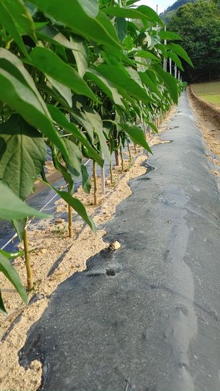 엉뚱한농사꾼임경섭님의 기타작물 · 영농일지 작성글 사진