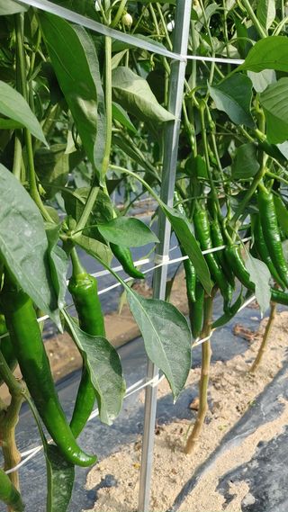 엉뚱한농사꾼임경섭님의 기타작물 · 영농일지 작성글 사진