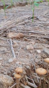 팜모닝 기타작물·영농일지 게시글 이미지