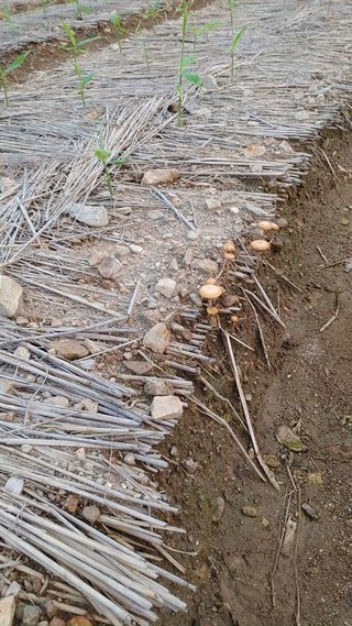 엉뚱한농사꾼임경섭님의 기타작물 · 영농일지 작성글 사진