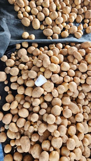 홍&이님의 참깨 · 영농일지 작성글 사진