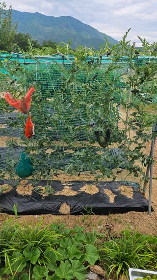 홍&이님의 참깨 · 영농일지 작성글 사진