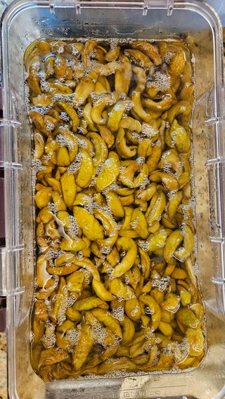 홍&이님의 참깨 · 영농일지 작성글 사진