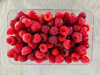 홍&이님의 참깨 · 영농일지 작성글 사진