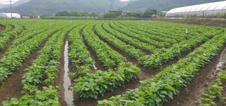 수림농장 csw님의 콩 · 영농일지 작성글 사진