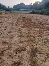 팜모닝 들깨·영농일지 게시글 이미지