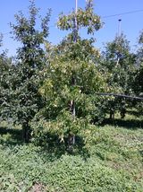 팜모닝 사과·병해충상담 게시글 이미지