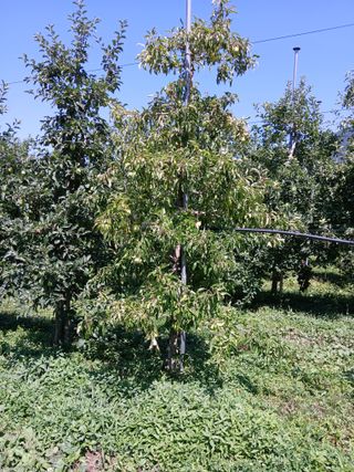 조엘라님의 사과 · 병해충상담 작성글 사진