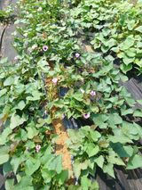 팜모닝 고구마·영농일지 게시글 이미지