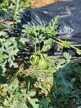 팜모닝 기타작물·영농일지 게시글 이미지