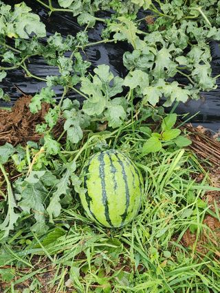 한탄강님의 기타작물 · 영농일지 작성글 사진