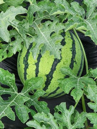 한탄강님의 기타작물 · 영농일지 작성글 사진