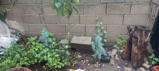 최동식님의 기타작물 · 영농일지 작성글 사진