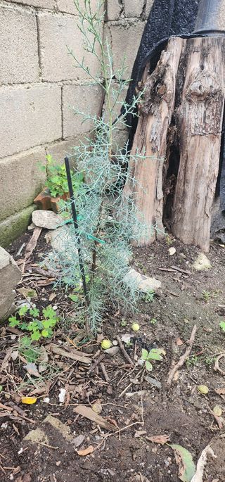 최동식님의 기타작물 · 영농일지 작성글 사진