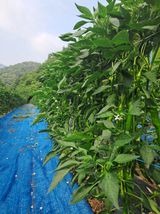 팜모닝 자유주제·자유게시판 게시글 이미지