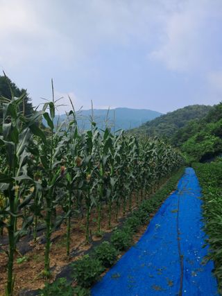 고추들깨이종우님의 자유주제 · 자유게시판 작성글 사진