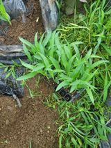 팜모닝 오이·영농일지 게시글 이미지