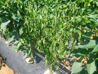 김해읍내님의 고추 · 병해충상담 작성글 사진