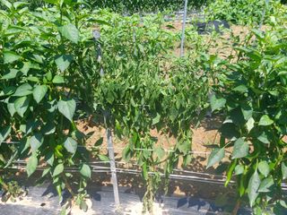 김해읍내님의 고추 · 병해충상담 작성글 사진