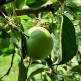 팜모닝 사과·영농일지 게시글 이미지