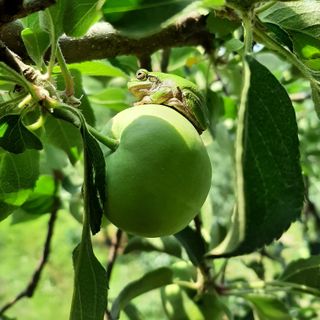 강성민님의 사과 · 영농일지 작성글 사진