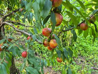 강성민님의 사과 · 영농일지 작성글 사진