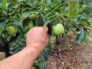 강성민님의 사과 · 영농일지 작성글 사진