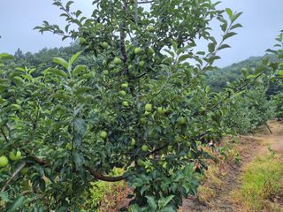 강성민님의 사과 · 영농일지 작성글 사진