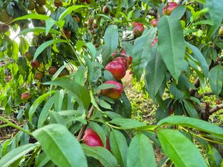 강성민님의 사과 · 영농일지 작성글 사진