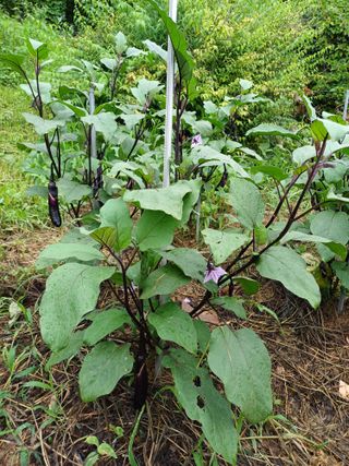 채기섭님의 콩 · 영농일지 작성글 사진