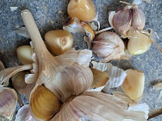 골든벨님의 마늘 · 영농일지 작성글 사진