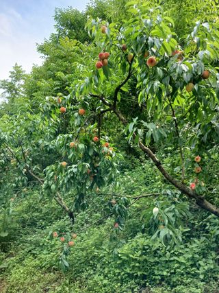 KhM식물을사랑님의 감 · 영농일지 작성글 사진