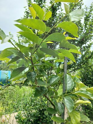 KhM식물을사랑님의 감 · 영농일지 작성글 사진