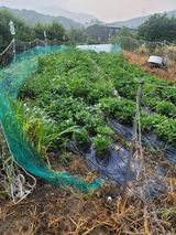 팜모닝 기타작물·영농일지 게시글 이미지