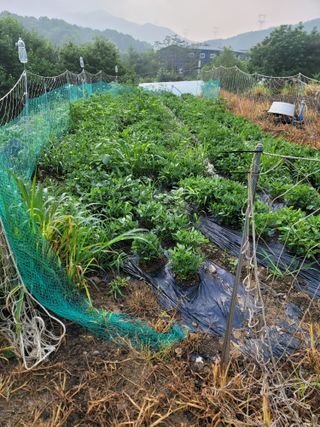 장기준님의 기타작물 · 영농일지 작성글 사진