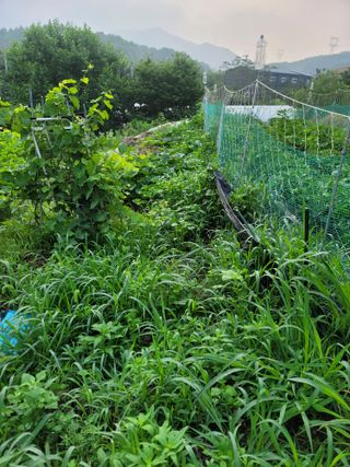 장기준님의 기타작물 · 영농일지 작성글 사진
