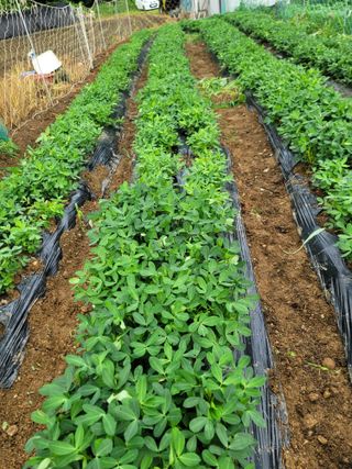 장기준님의 기타작물 · 영농일지 작성글 사진