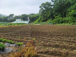 장기준님의 기타작물 · 영농일지 작성글 사진