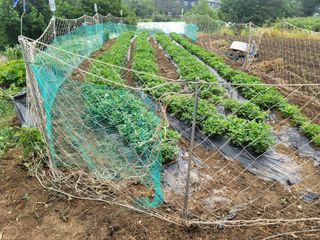 장기준님의 기타작물 · 영농일지 작성글 사진