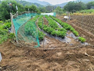 장기준님의 기타작물 · 영농일지 작성글 사진