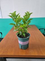 팜모닝 자유주제·자유게시판 게시글 이미지