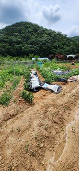 팜모닝 고추·영농일지 게시글 이미지