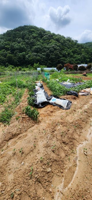 순창쌍치김선중님의 고추 · 영농일지 작성글 사진