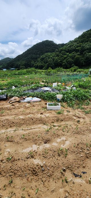 순창쌍치김선중님의 고추 · 영농일지 작성글 사진