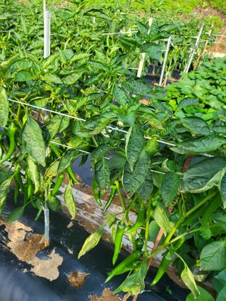 정용학님의 고추 · 병해충상담 작성글 사진