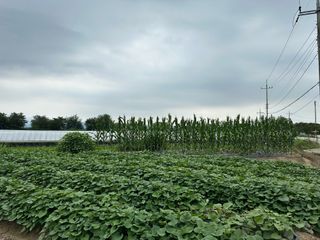 김윤희님의 고구마 · 영농일지 작성글 사진